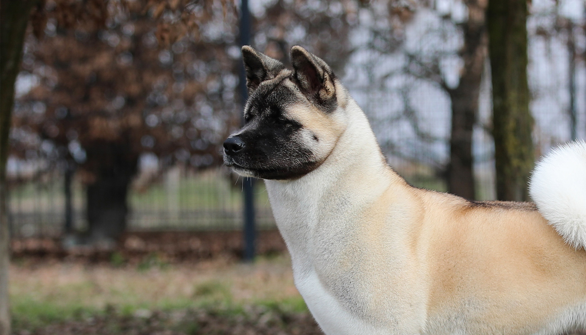 Noshatsuko | American Akita kennel